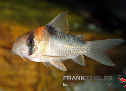 Corydoras adolfi – Goldstirn Panzerwels – Auf Bestellung