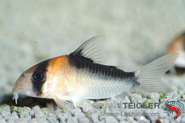 Corydoras adolfi – Goldstirn Panzerwels – Auf Bestellung