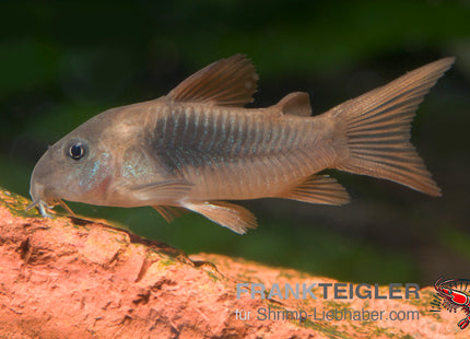 Corydoras aeneus – Metall Panzerwels – Auf Bestellung