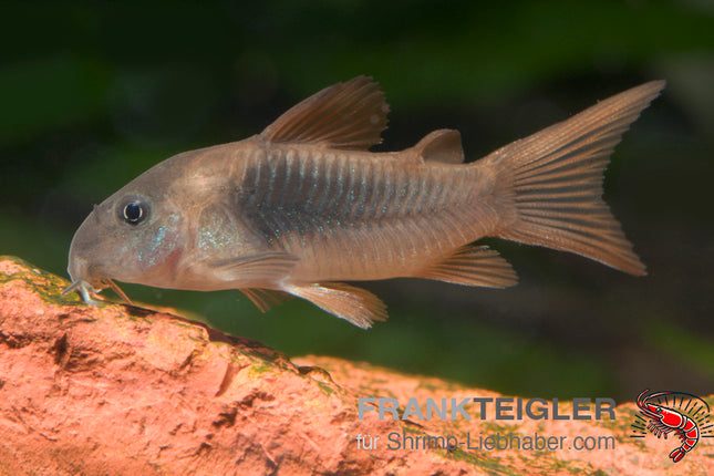 Corydoras aeneus – Metall Panzerwels – Auf Bestellung