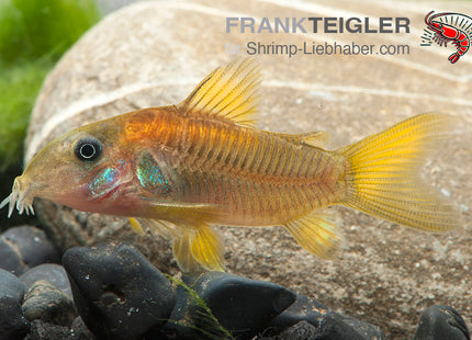 Golden Stripe Panzerwels - Corydoras aeneus CW10
