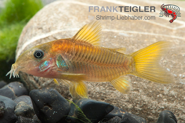 Golden Stripe Panzerwels - Corydoras aeneus CW10