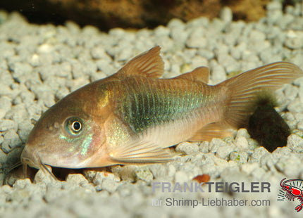 Corydoras aeneus – Metall Panzerwels – Auf Bestellung