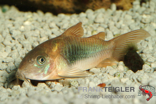 Corydoras aeneus – Metall Panzerwels – Auf Bestellung