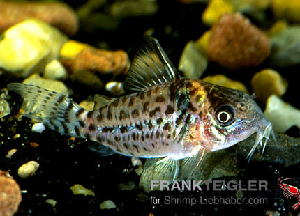 Corydoras ambiacus – Gepunkteter Panzerwels – Auf Bestellung