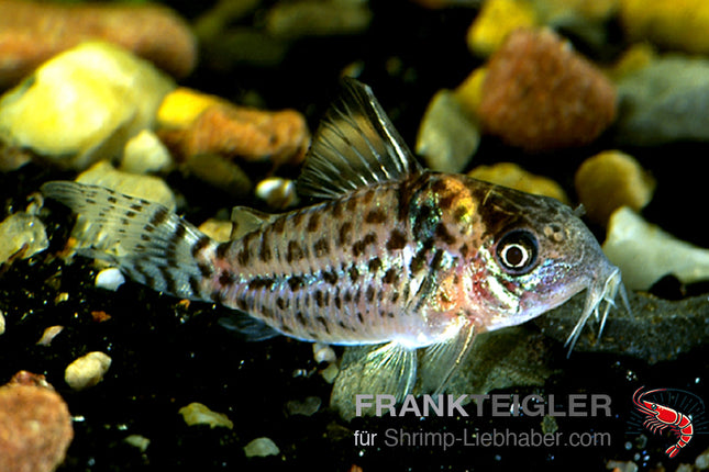 Corydoras ambiacus – Gepunkteter Panzerwels – Auf Bestellung