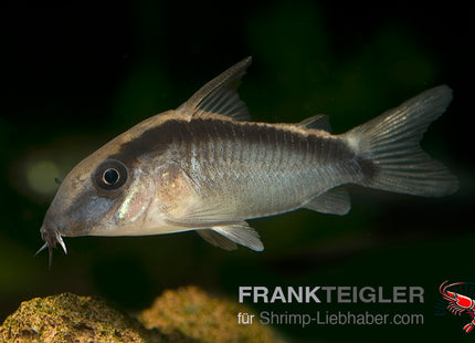 Corydoras arcuatus – Stromlinien Panzerwels – Auf Bestellung