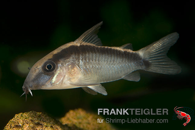 Corydoras arcuatus – Stromlinien Panzerwels – Auf Bestellung