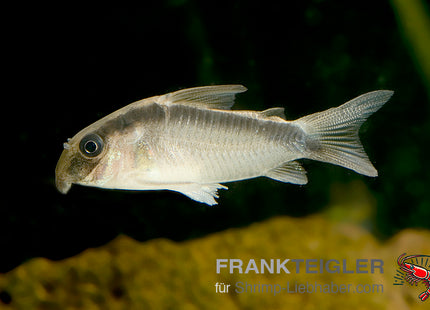 Corydoras arcuatus – Stromlinien Panzerwels – Auf Bestellung