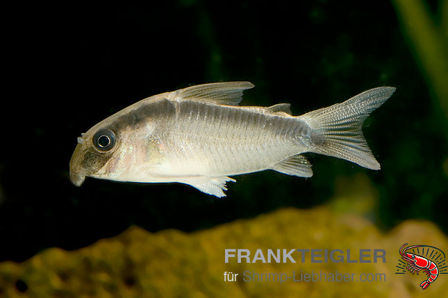 Corydoras arcuatus – Stromlinien Panzerwels – Auf Bestellung