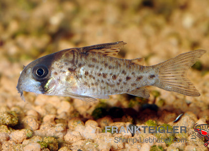 Morocha-Panzerwels – Corydoras cf.atropersonatus MOROCHA