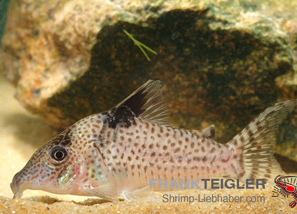 Corydoras ambiacus – Gepunkteter Panzerwels – Auf Bestellung