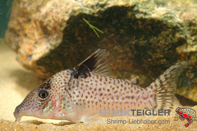 Corydoras ambiacus – Gepunkteter Panzerwels – Auf Bestellung