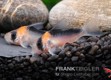 Corydoras duplicareus – Kupferfleck Panzerwels – Auf Bestellung