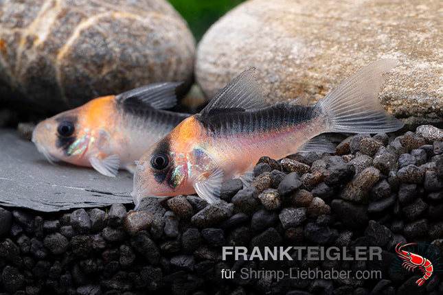 Corydoras duplicareus – Kupferfleck Panzerwels – Auf Bestellung