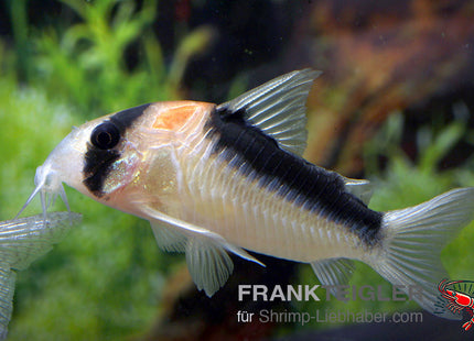 Corydoras duplicareus – Kupferfleck Panzerwels – Auf Bestellung