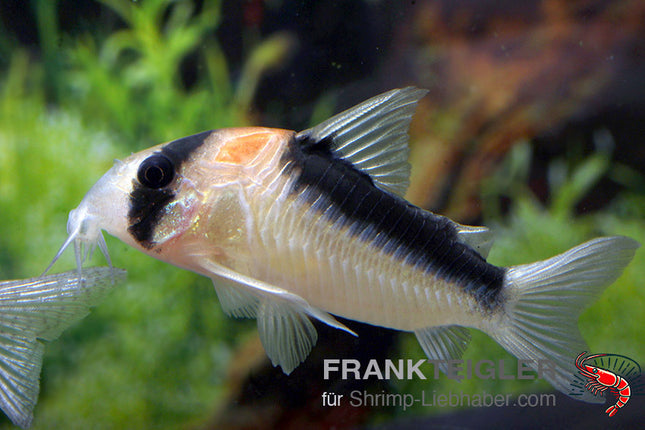 Corydoras duplicareus – Kupferfleck Panzerwels – Auf Bestellung