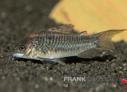 Corydoras elegans – Schraffierter Panzerwels – Auf Bestellung