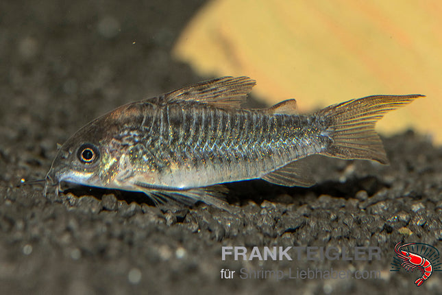 Corydoras elegans – Schraffierter Panzerwels – Auf Bestellung