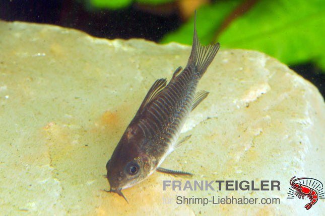 Corydoras elegans – Schraffierter Panzerwels – Auf Bestellung