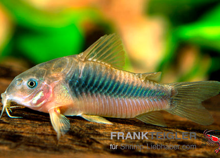 Corydoras eques – Dreieckspanzerwels – Auf Bestellung