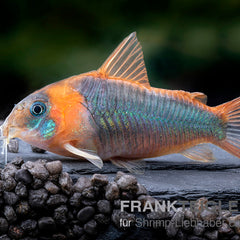 Collection image for: Auf Bestellung Aktiv