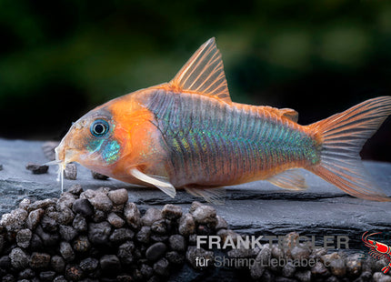 Corydoras eques – Dreieckspanzerwels – Auf Bestellung