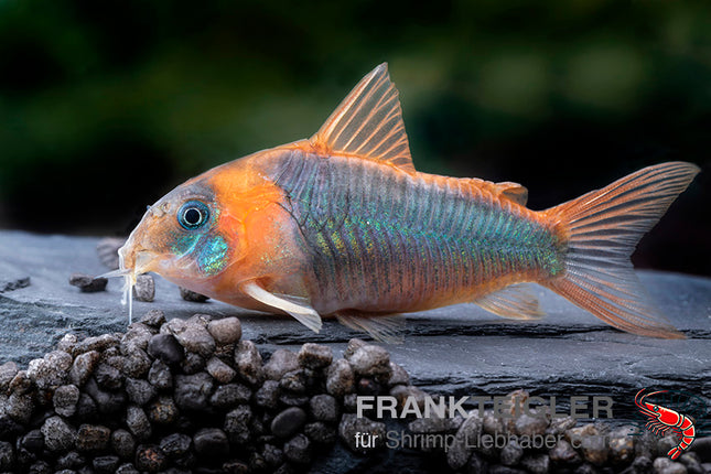 Corydoras eques – Dreieckspanzerwels – Auf Bestellung