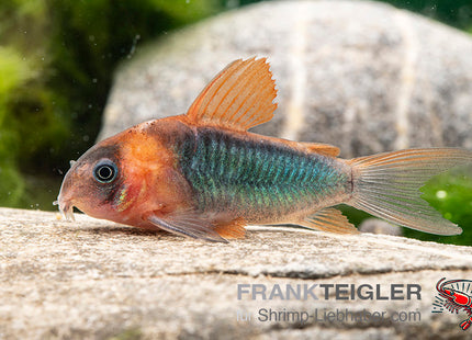 Corydoras eques – Dreieckspanzerwels – Auf Bestellung