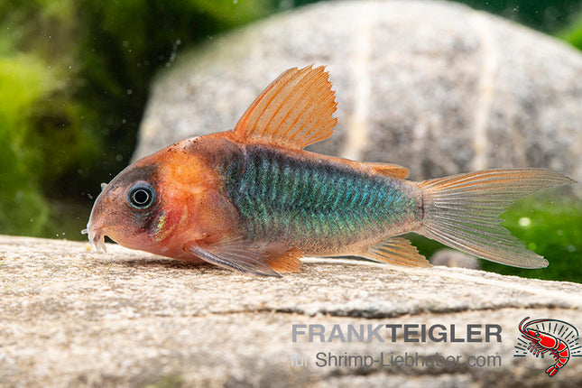 Corydoras eques – Dreieckspanzerwels – Auf Bestellung