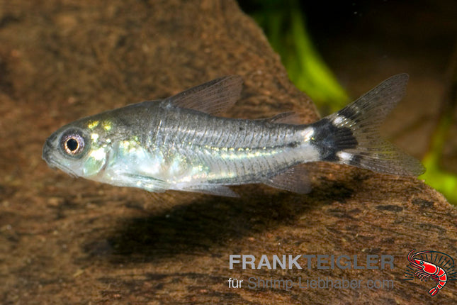 Corydoras hastatus – Sichelfleck-Zwergpanzerwels – Auf Bestellung