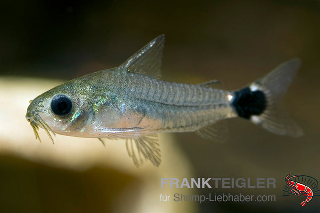 Corydoras hastatus – Sichelfleck-Zwergpanzerwels – Auf Bestellung