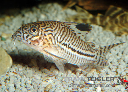 Corydoras julii – Julii-Panzerwels - Auf Bestellung