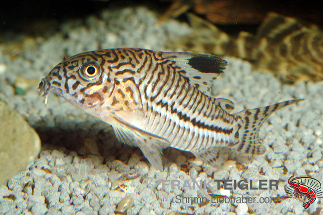 Corydoras julii – Julii-Panzerwels - Auf Bestellung