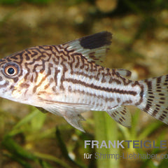 Collection image for: Auf Bestellung Aktiv