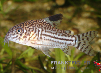 Corydoras julii – Julii-Panzerwels - Auf Bestellung