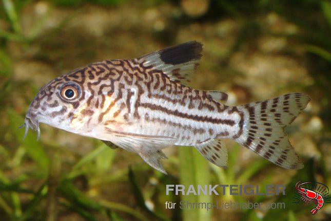 Corydoras julii – Julii-Panzerwels - Auf Bestellung