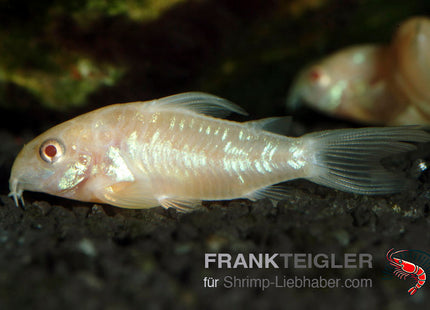 Albino Panzerwels - Corydoras paleatus
