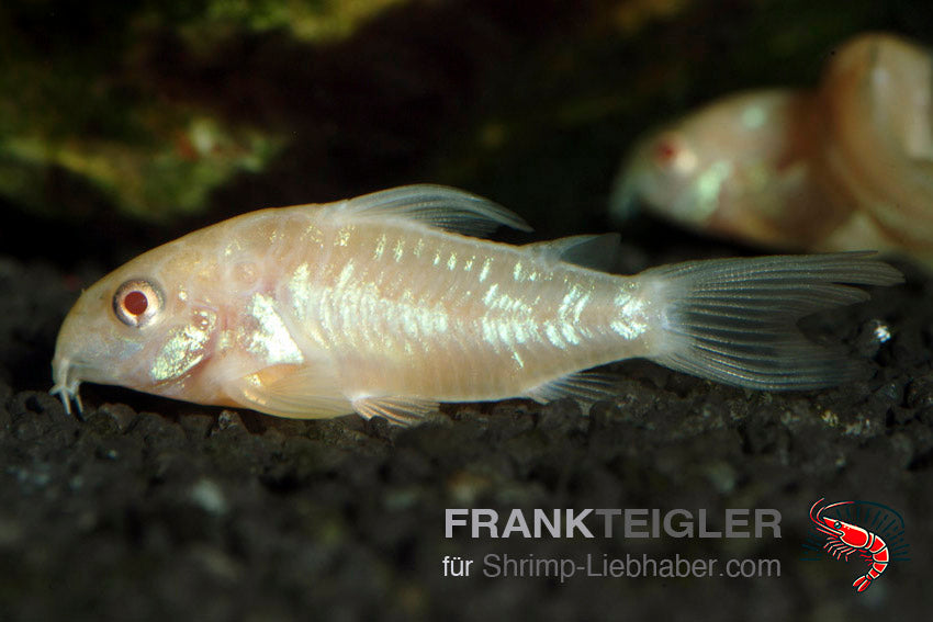 Albino Panzerwels - Corydoras paleatus