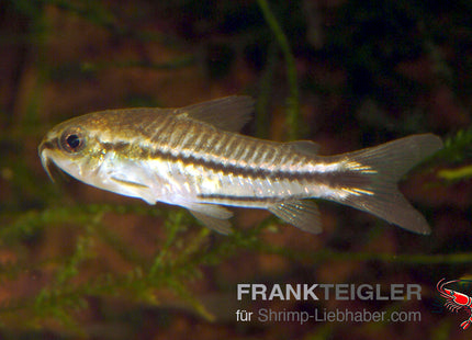Zwergpanzerwels - Corydoras pygmaeus