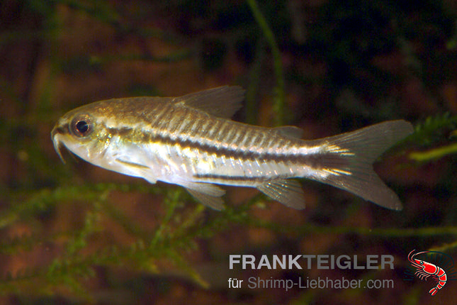 Zwergpanzerwels - Corydoras pygmaeus