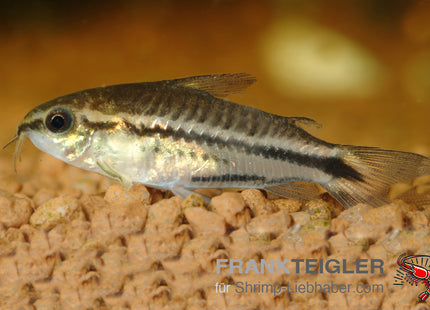 Zwergpanzerwels - Corydoras pygmaeus