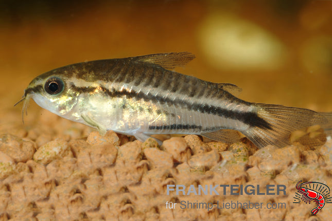 Zwergpanzerwels - Corydoras pygmaeus
