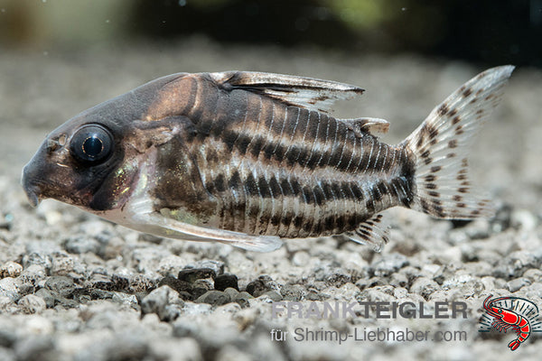 Corydoras schwartzi – Bänder-Panzerwels