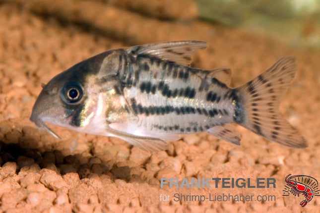 Corydoras schwartzi – Bänder-Panzerwels