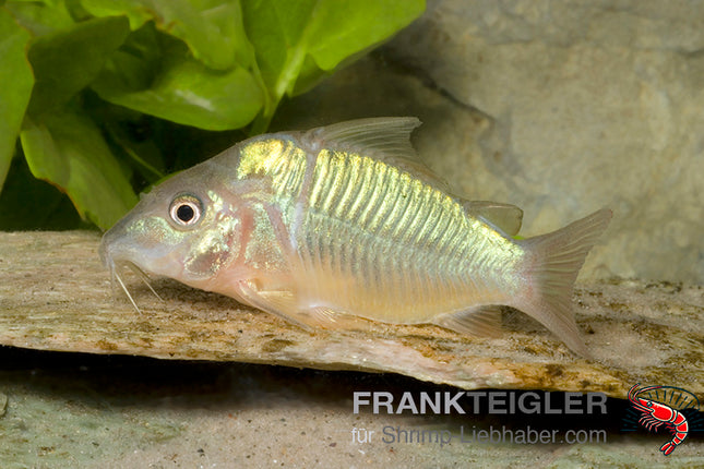 Smaragdpanzerwels - Corydoras splendens