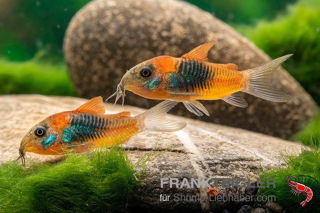 Corydoras venezulanus 'Orange'