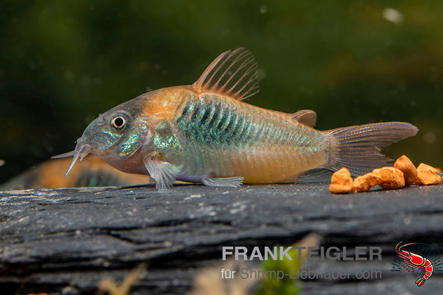 Corydoras venezulanus 'Orange'
