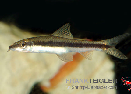 Crossocheilus oblongus