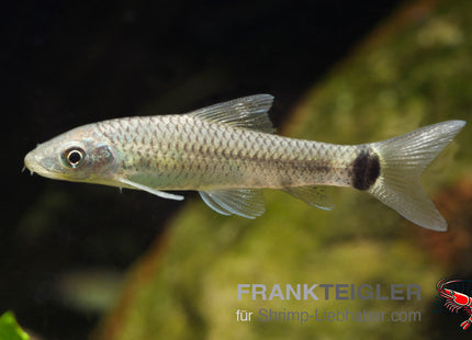 Crossocheilus reticulatus